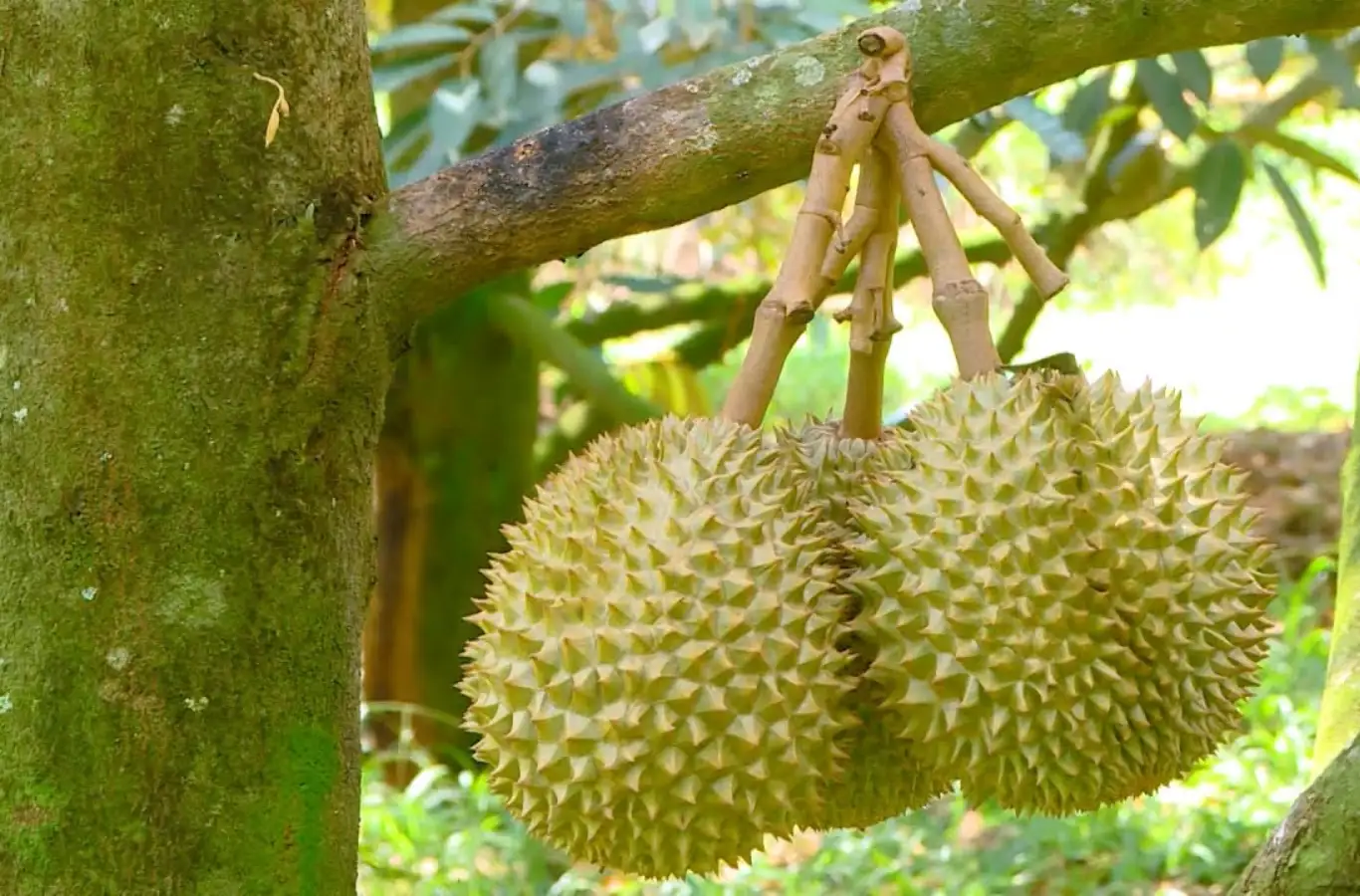 Sầu riêng loại nào ngon nhất ở Việt Nam? Sầu riêng loại nào ngon nhất