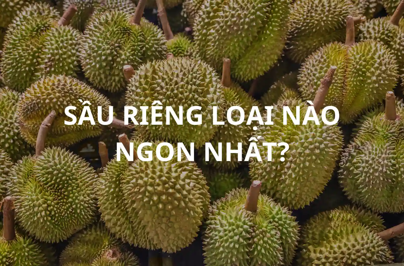 sau rieng loai nao ngon nhat thumb